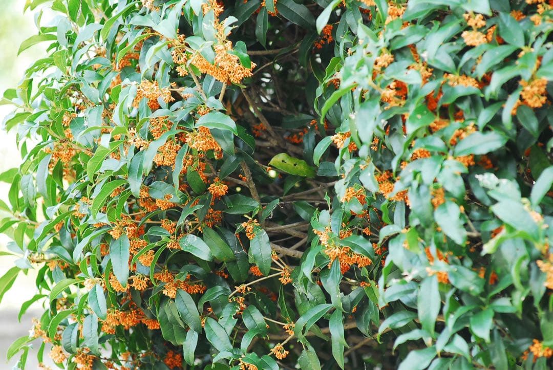 ニコン 名玉 三大銘玉 80-200mm F2.8 ED 高評価 望遠レンズ