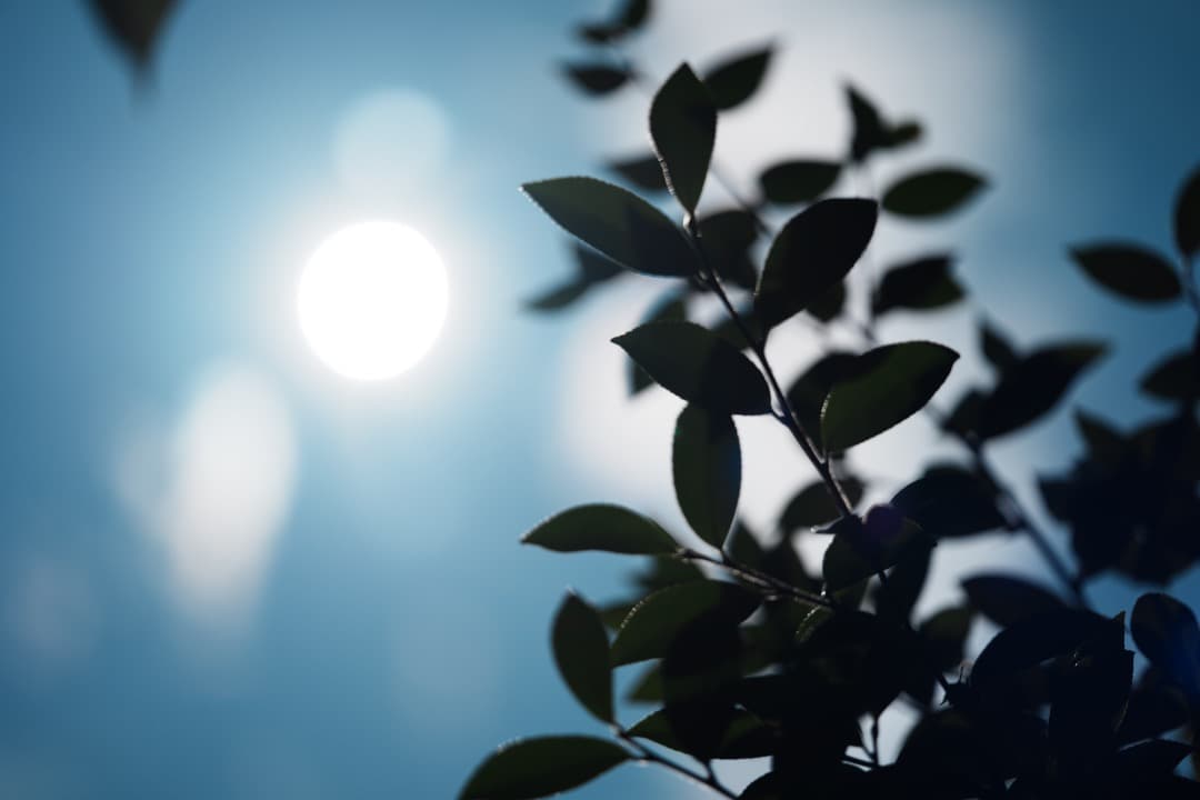 フォクトレンダー MACRO APO-LANTHAR 110mm F2.5