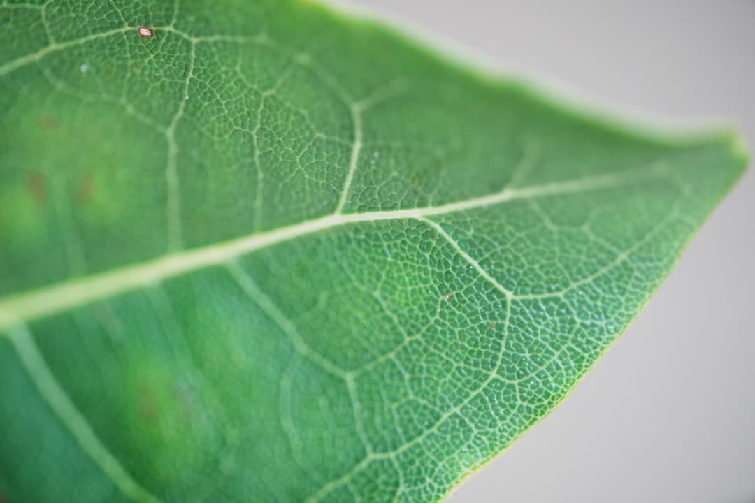 フォクトレンダー MACRO APO-LANTHAR 110mm F2.5