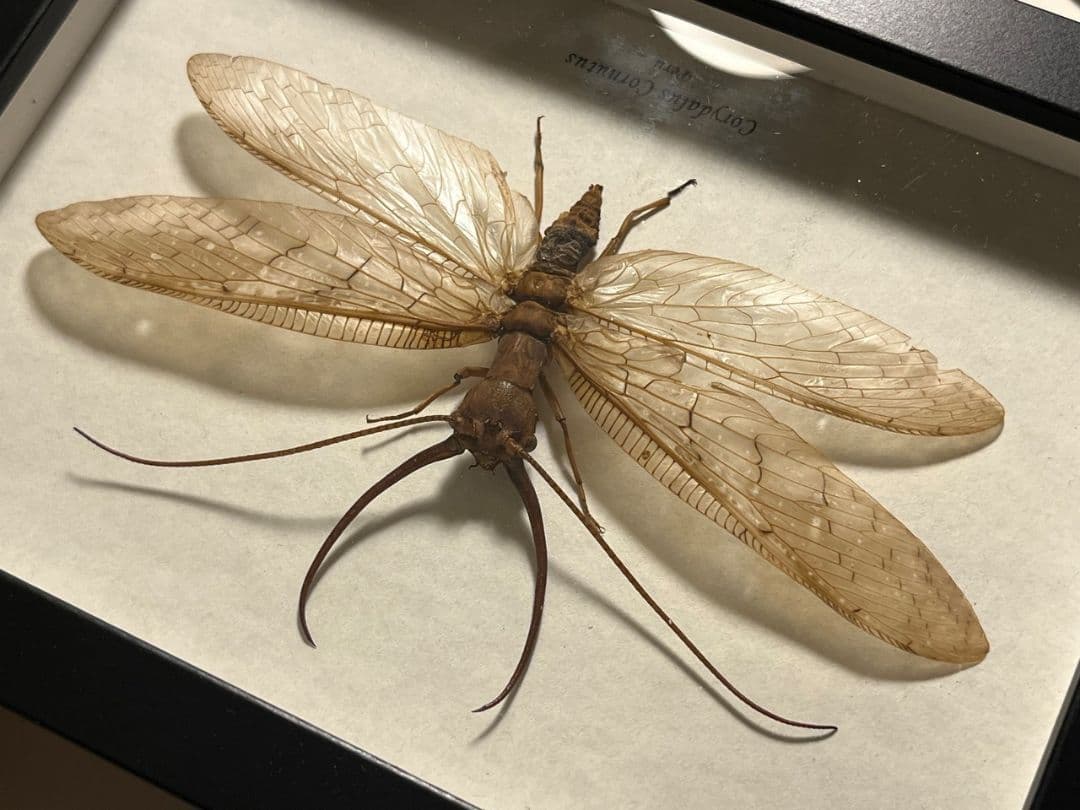 【顎特大】オオアゴヘビトンボ ペルー産 奇蟲 タランチュラ ムカデ 標本