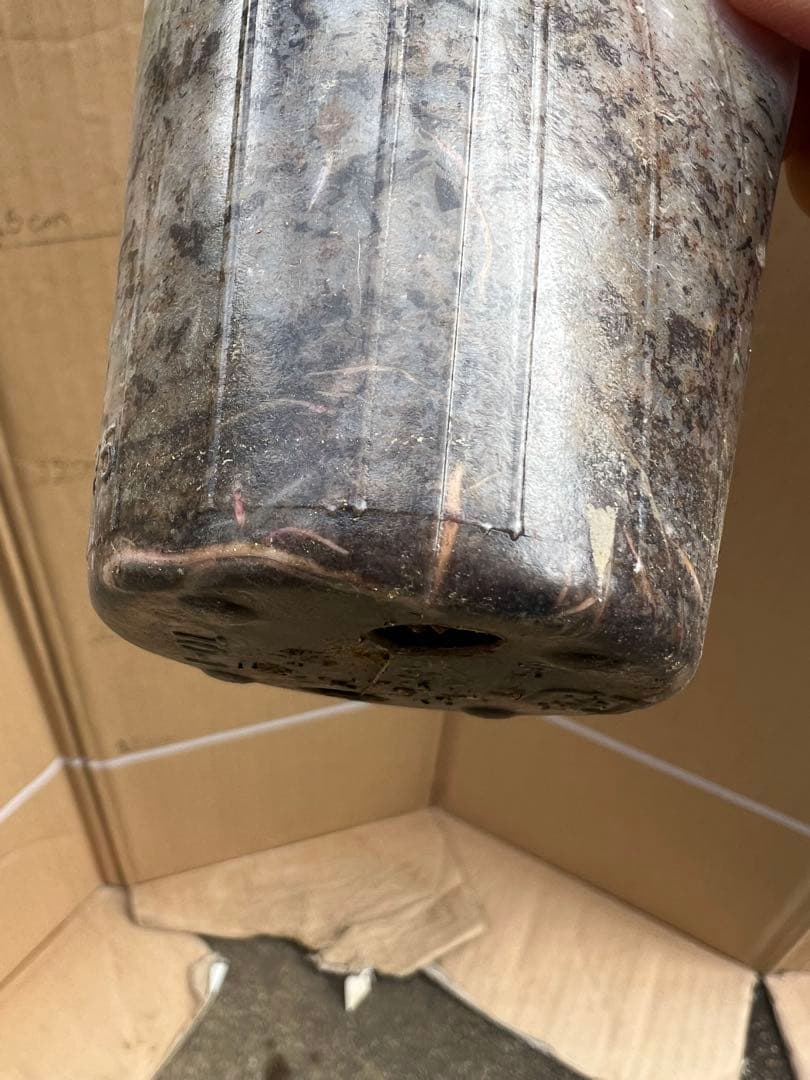 「Hi33」 切り花品種バラ苗　レアバラ 2点