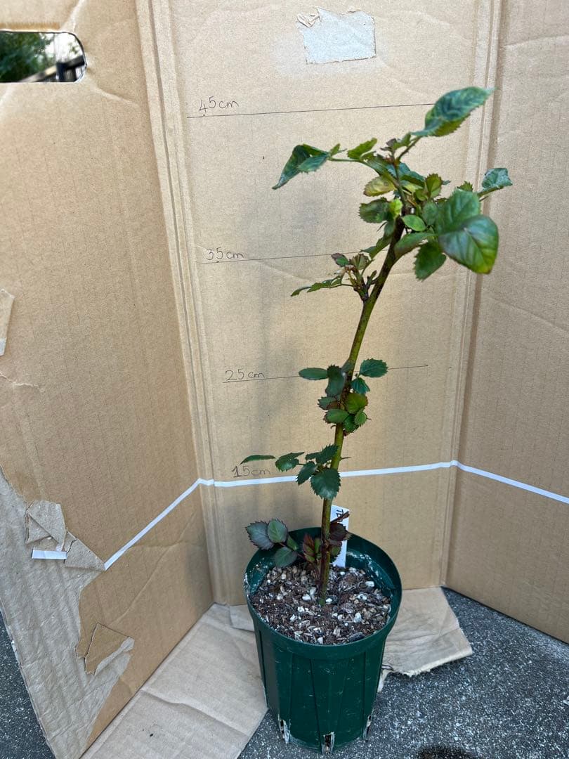 「Hi33」 切り花品種バラ苗　レアバラ 2点