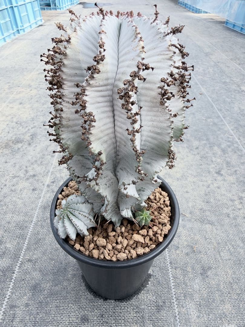 特白白衣ホリダ　ユーフォルビア　バリダ　オベサ