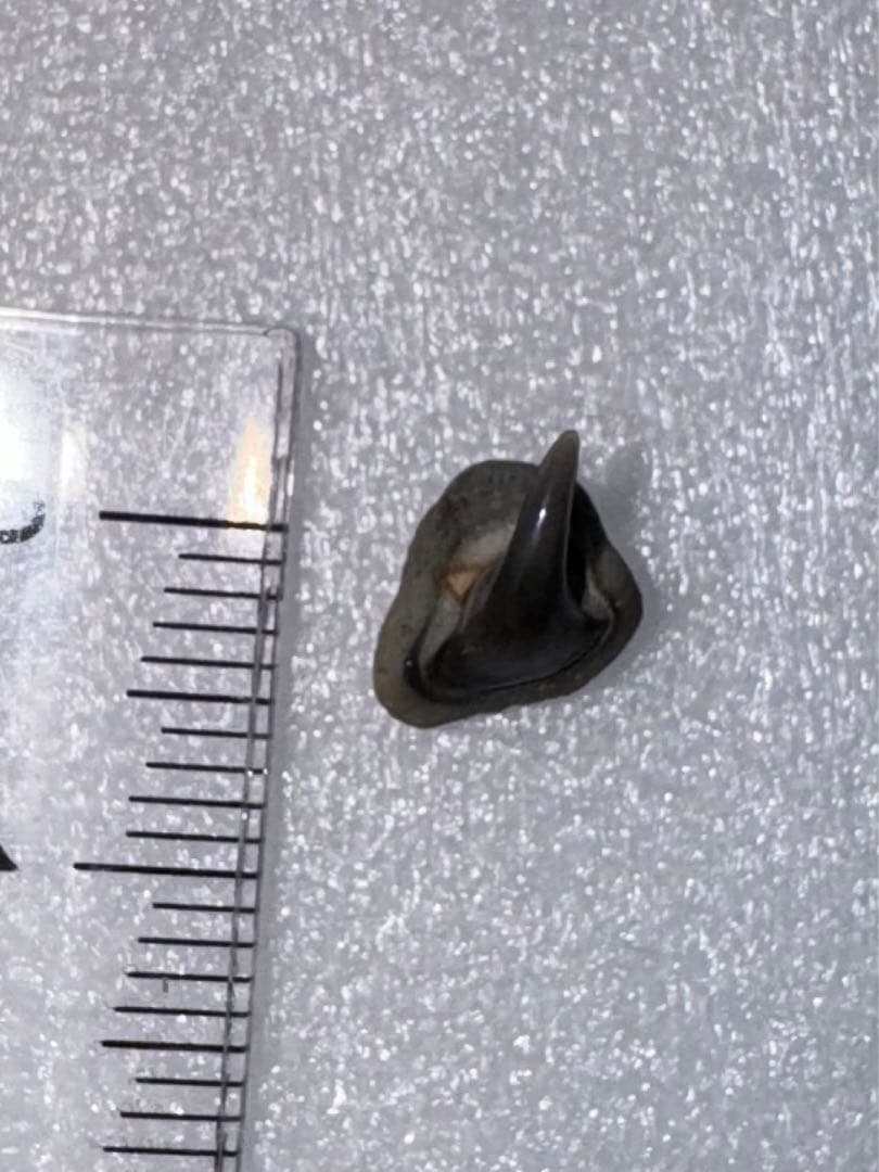 沖縄で拾ったサメ類の歯の化石（メガマウス）。