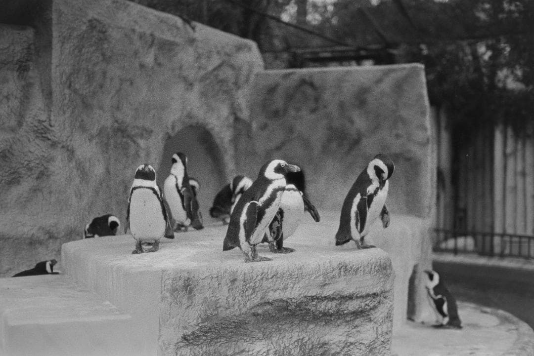 フィルムカメラ Nikon FE2 ai nikkor 50mm f2