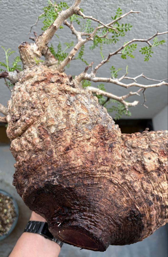 【パキプー】オペルクリカリア　パキプス　発根済み　みやび鉢