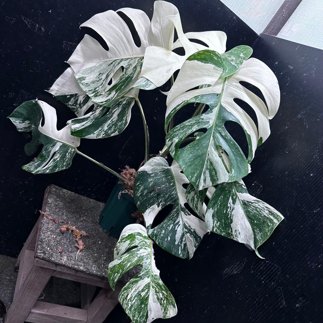 ひ*★様 斑入りモンステラ ホワイトタイガー極美大株52cm白斑多