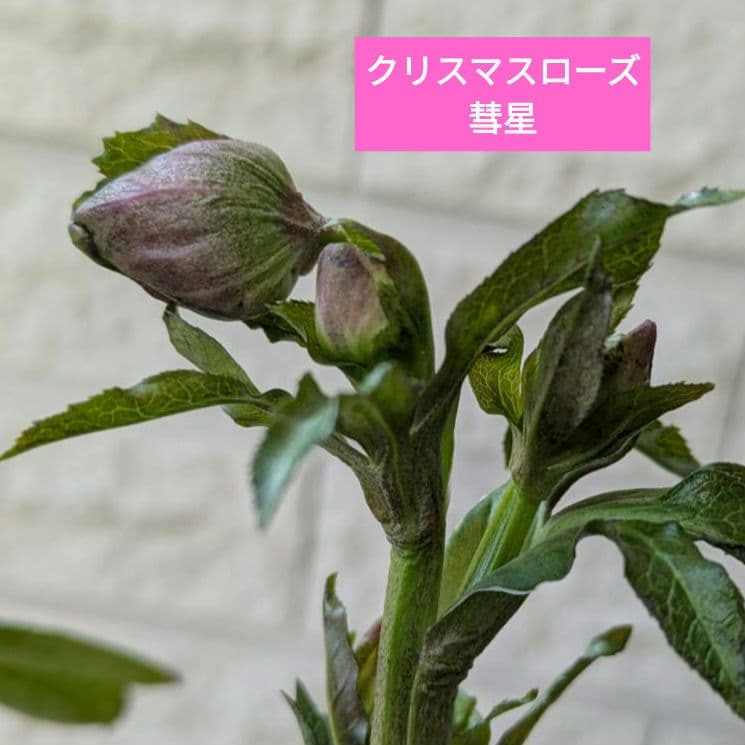 クリスマスローズ　彗星　4号　鉢　購入希望　コメントより