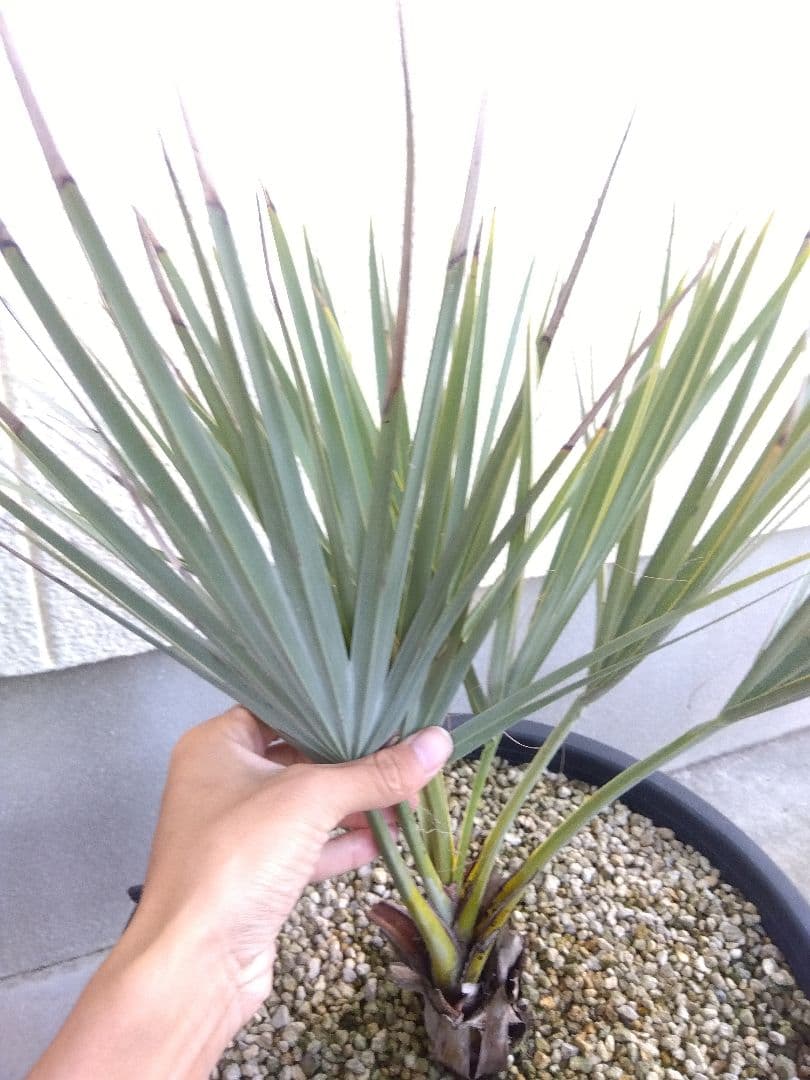 ナンノロプス　アラビカシルバー　15号鉢つき　大株❗