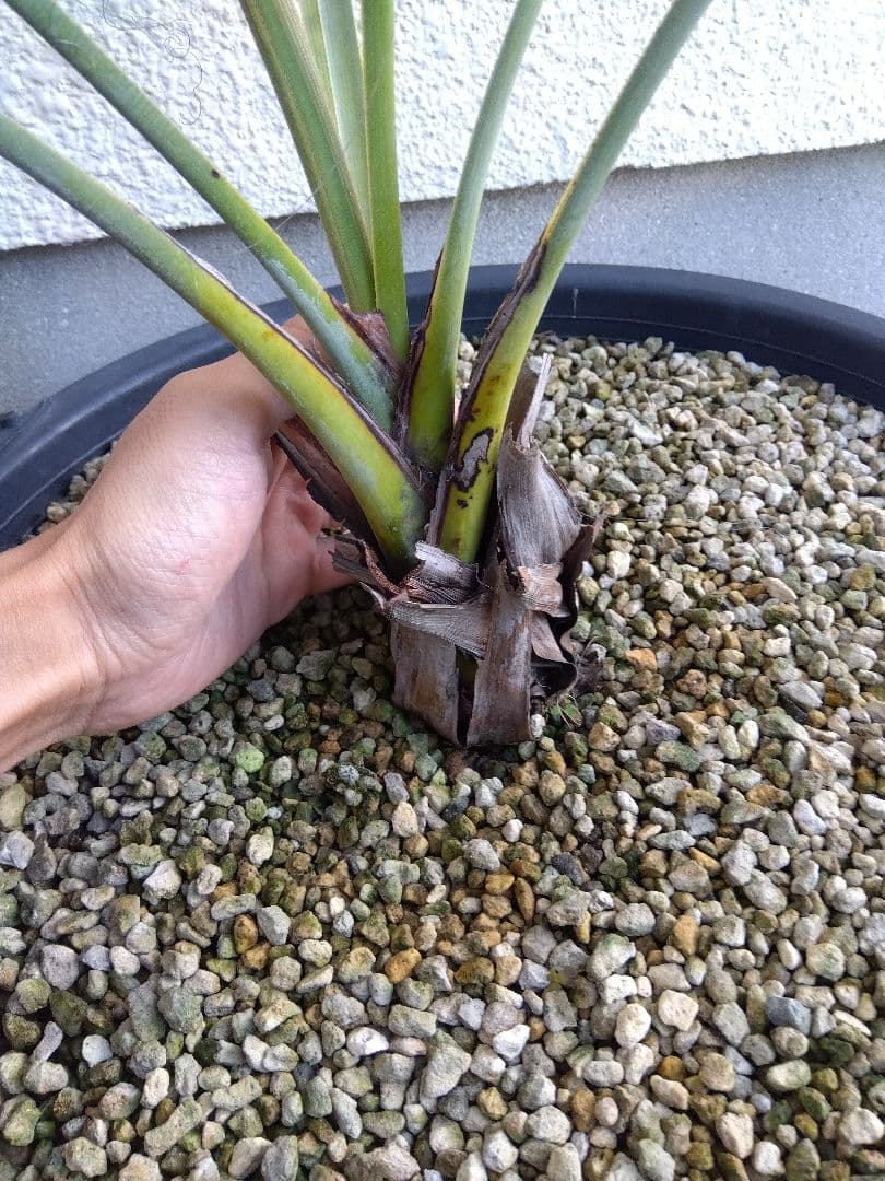 ナンノロプス　アラビカシルバー　15号鉢つき　大株❗