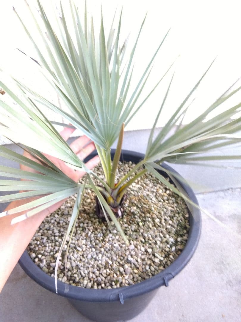 ナンノロプス　アラビカシルバー　15号鉢つき　大株❗