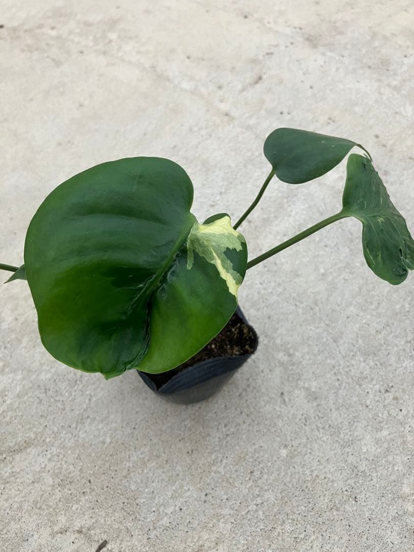モンステラ斑入り　デリシオーサ実生苗　10鉢セット