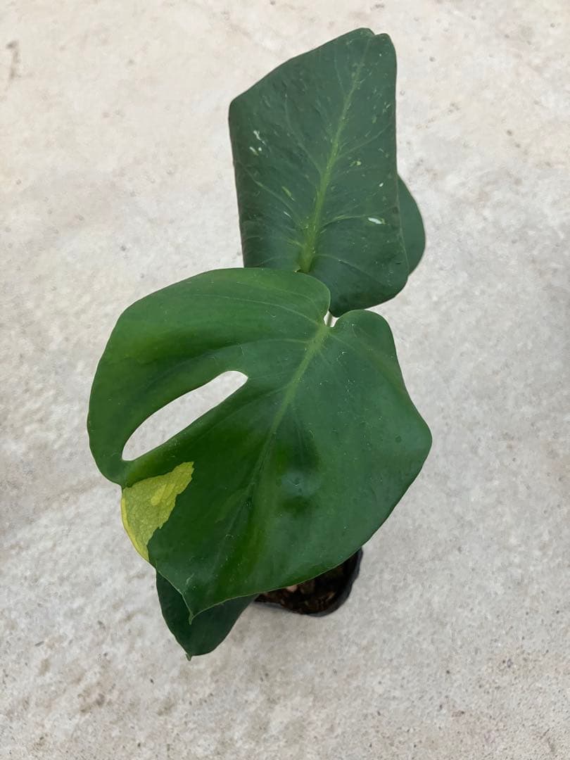 モンステラ斑入り　デリシオーサ実生苗　10鉢セット