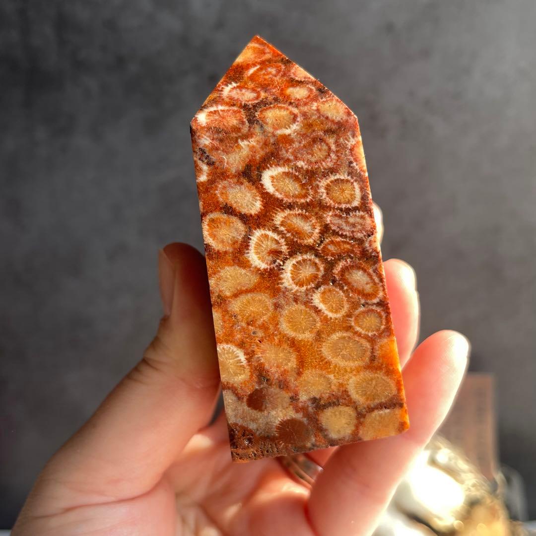 フォッシル コーラル 天然カラー ポイント