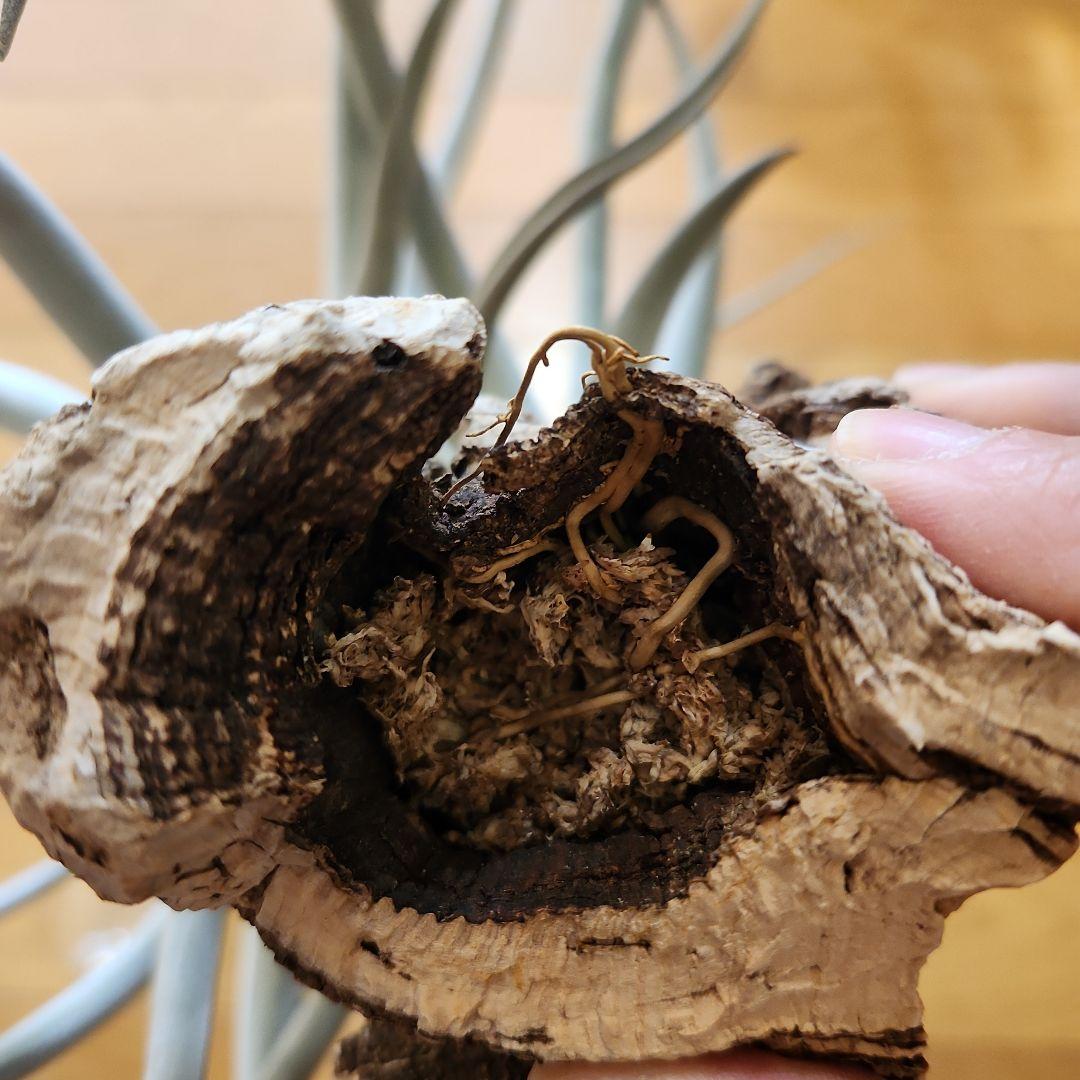 ティランジア 多頭 ロッテアエ