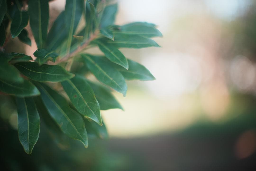 【訳あり】Minolta MC ROKKOR-PG 58mm F1.2 837