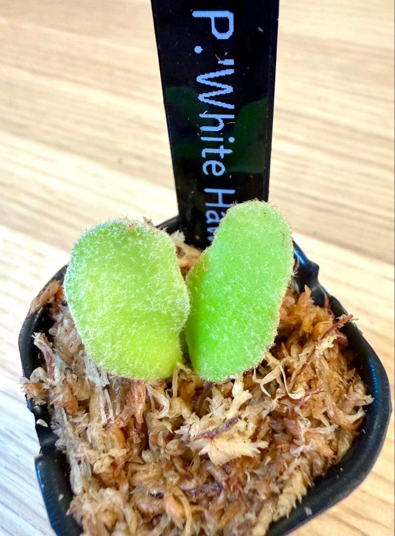 ビカクシダ　セット　OMG　マダガスカリエンセ　リドレイドワーフなど