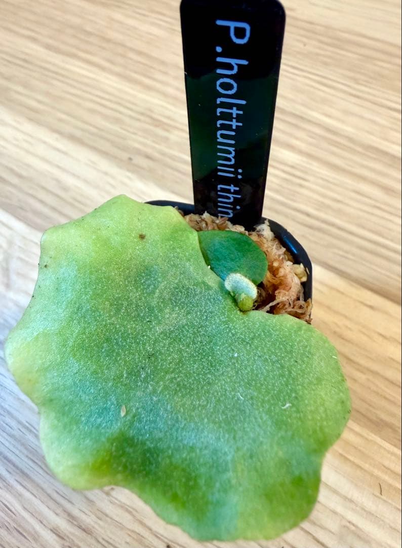 ビカクシダ　セット　OMG　マダガスカリエンセ　リドレイドワーフなど