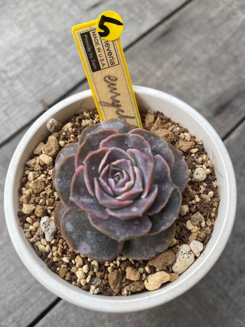 ⑤ 希少丸葉タイプ　エリキュラミス