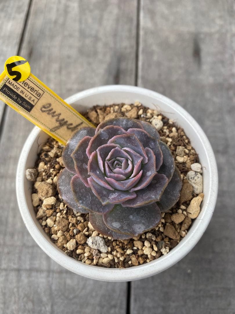 ⑤ 希少丸葉タイプ　エリキュラミス