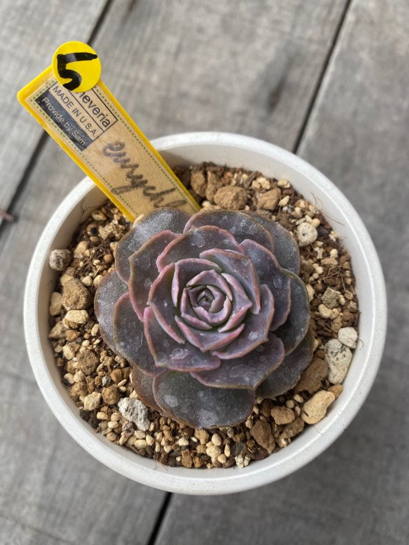 ⑤ 希少丸葉タイプ　エリキュラミス