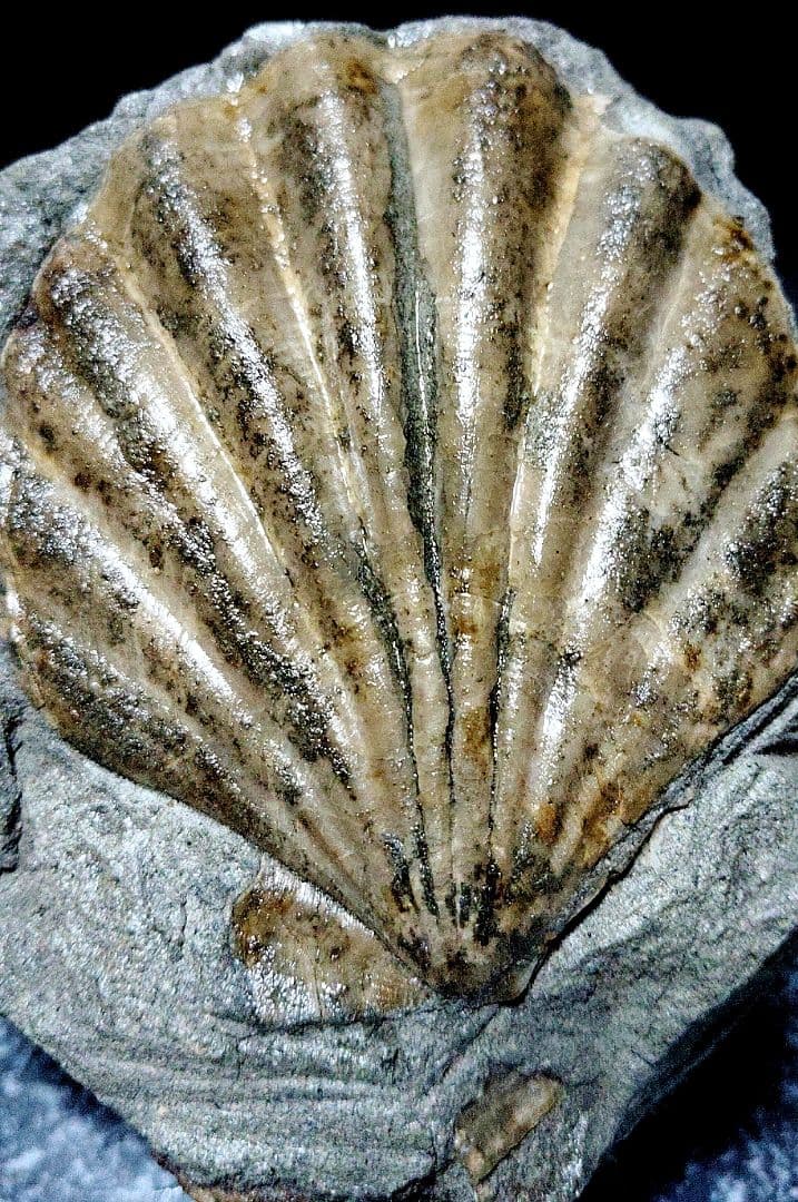 はにわ★ようばけ化石★古秩父湾【1550万年前のホタテ0.8kg】