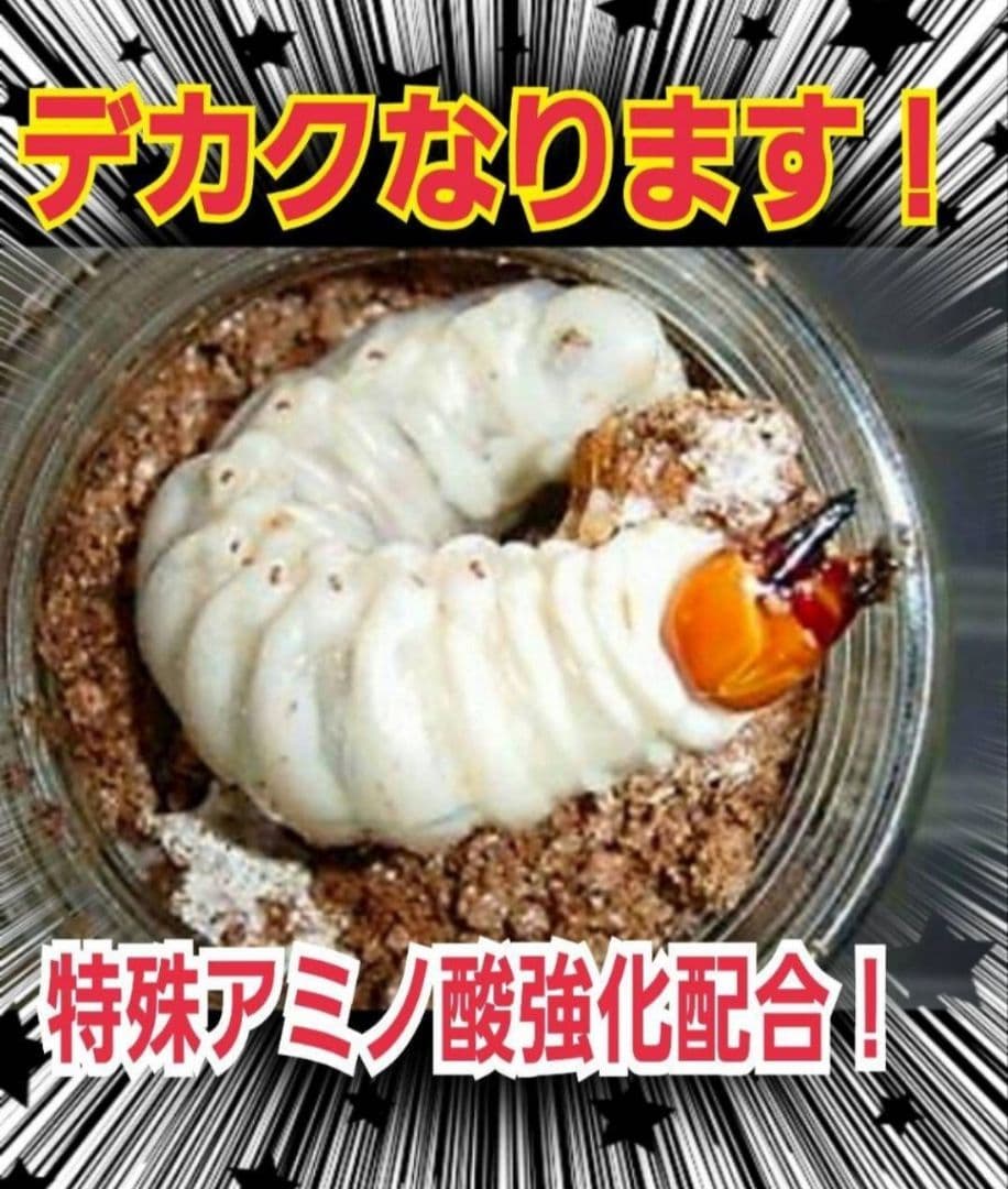 極上！ヒマラヤひらたけ菌糸瓶　特大1500ml【6本】国産オオクワ85ミリ実績！