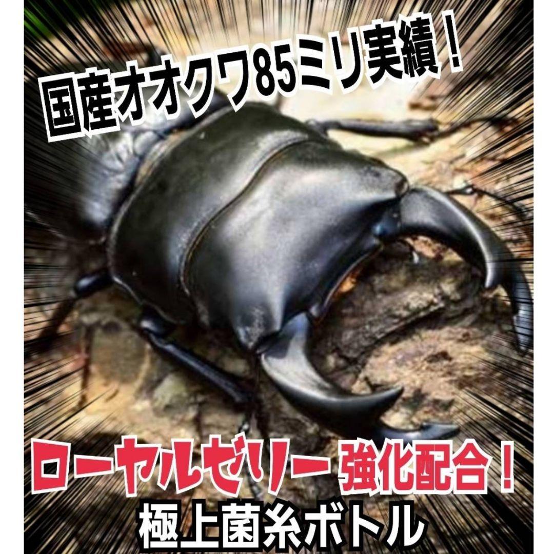 極上！ヒマラヤひらたけ菌糸瓶　特大1500ml【6本】国産オオクワ85ミリ実績！