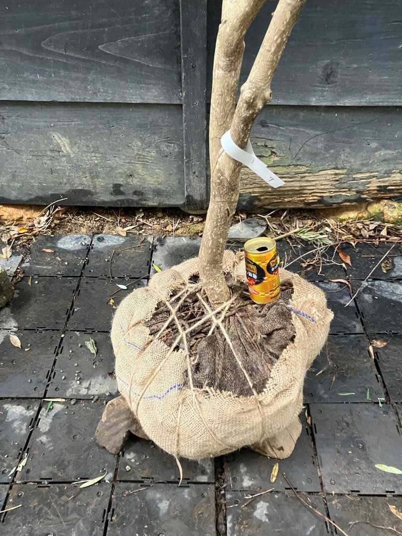 7 山採り　アセビ