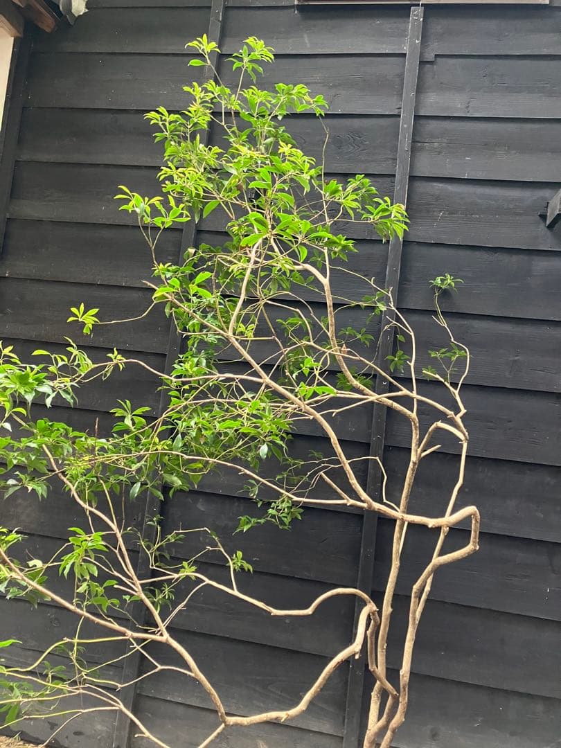 7 山採り　アセビ