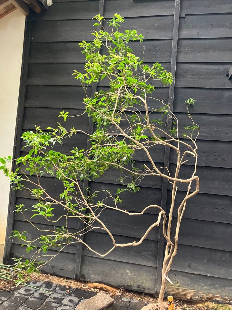 7 山採り　アセビ