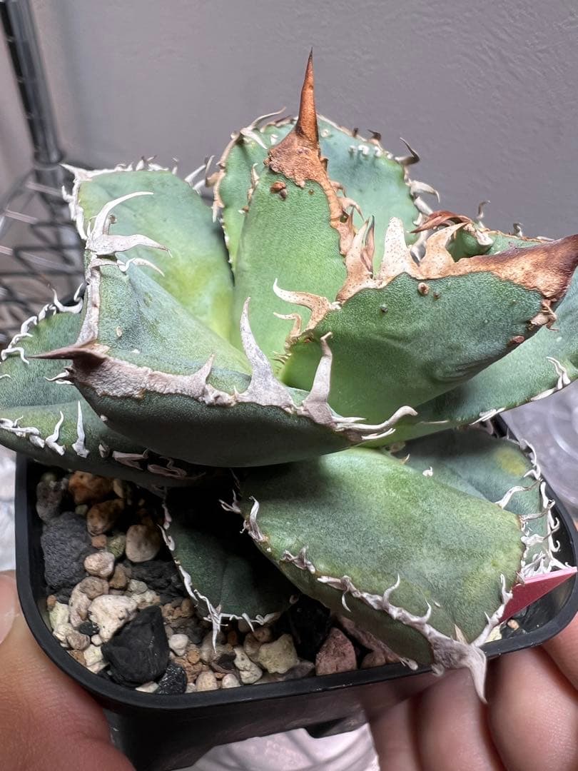 アガベ　チタノタ　クリスマス特価　 最終値下げ　　希少　MS-WV子株