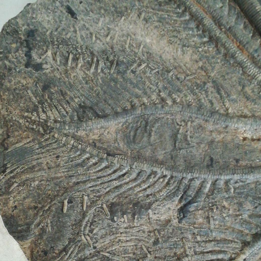 希少　レア　ウミユリ　化石　植物化石　プレート　置物