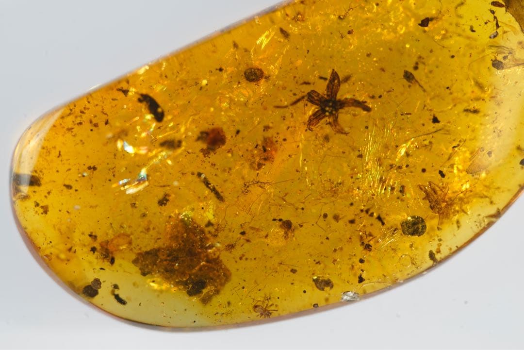 レア極上品TT0033花虫入り琥珀化石ミャンマーカムティかタナイ産9900万年前