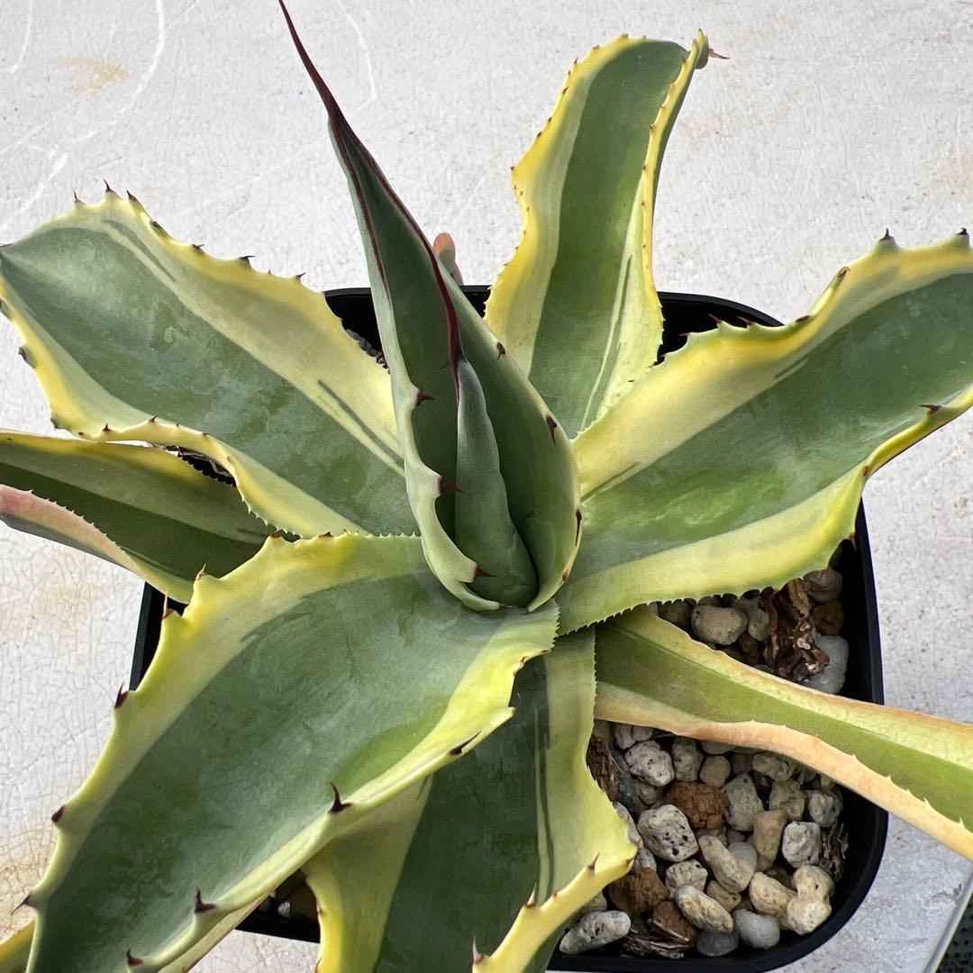 アガベ　オバティフォリア　オルカ