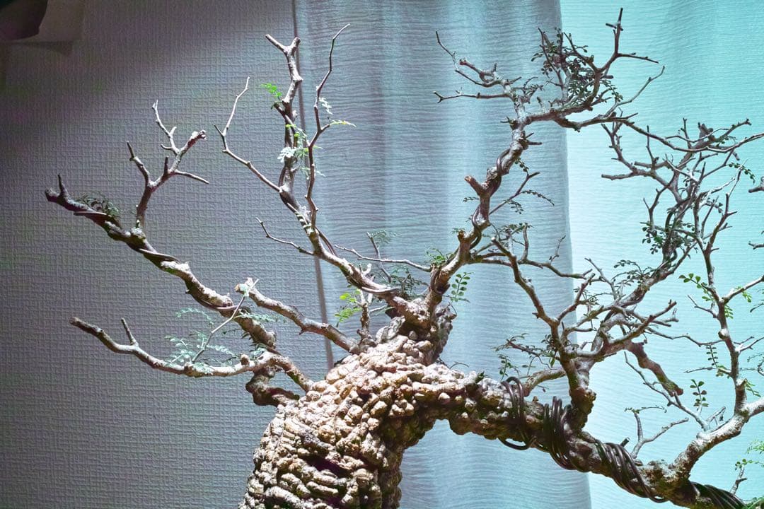 オペルクリカリア・パキプス　現地発根株　発根済み