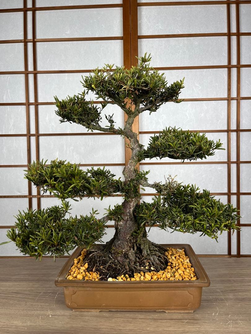 【皐月(さつき)】 \"雪中の松(せっちゅうのまつ)\" 盆栽 素材 / 希少