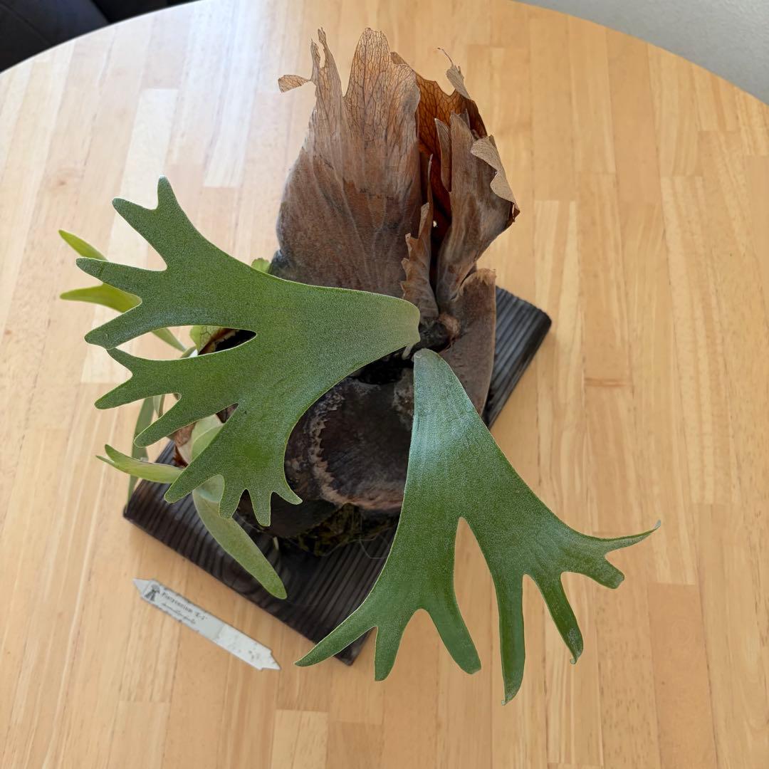 ビカクシダ 白ビフ　P.E1