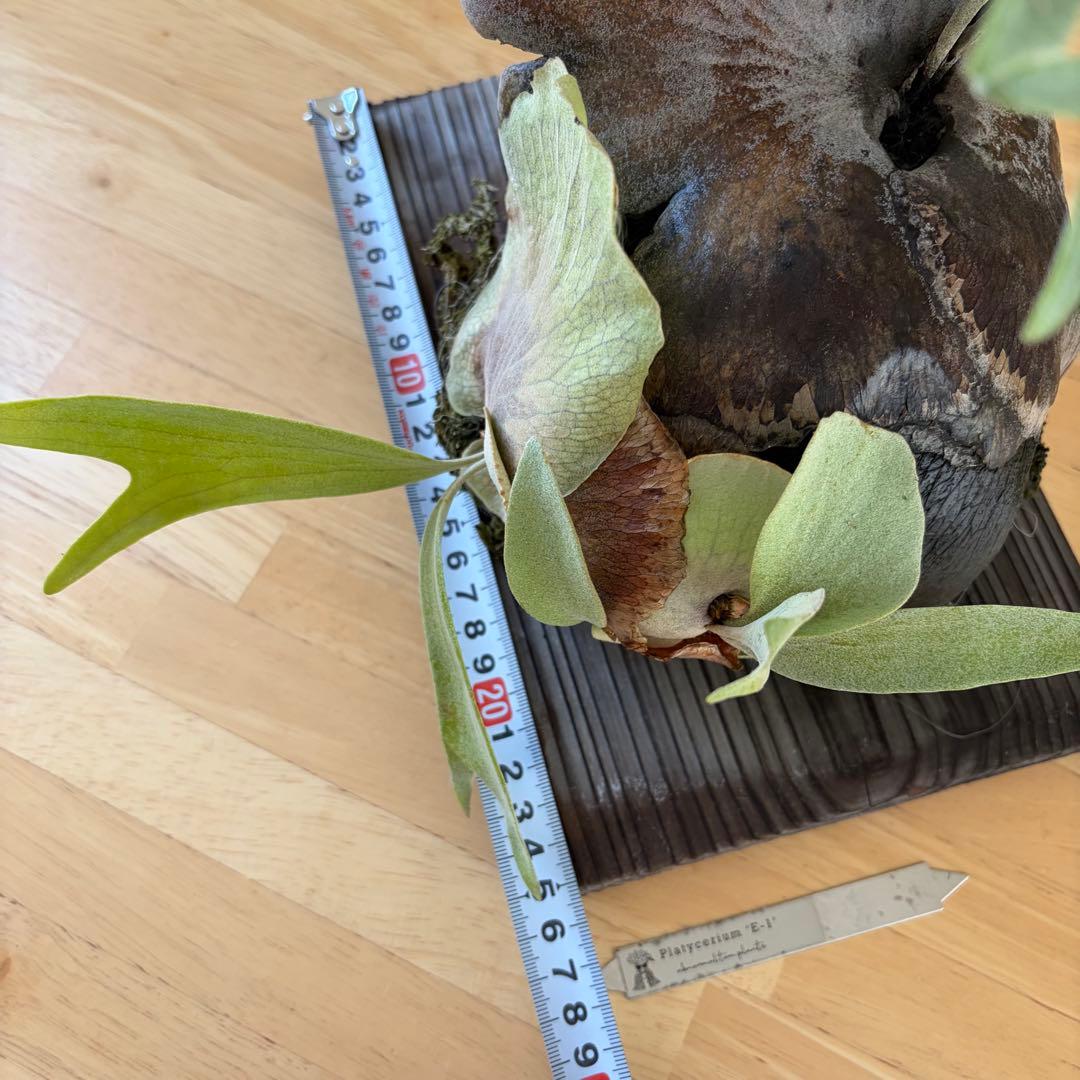 ビカクシダ 白ビフ　P.E1