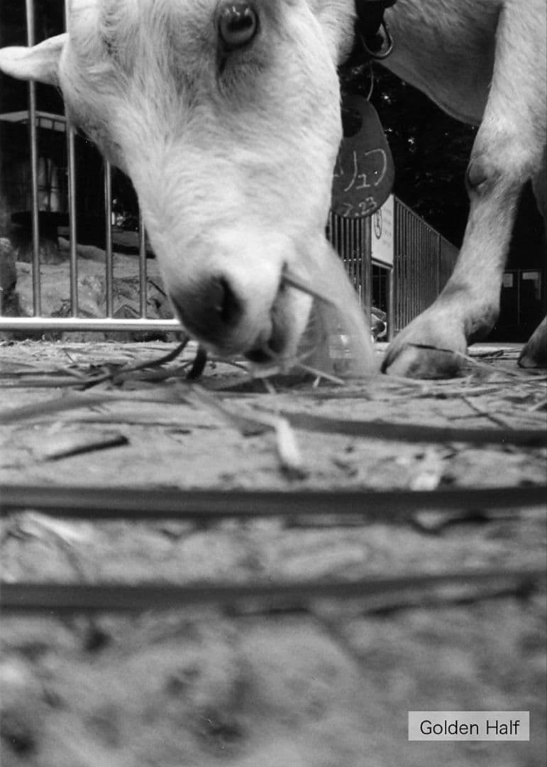 激レア 人気 ハローキティ ゴールデンハーフ golden half トイカメラ