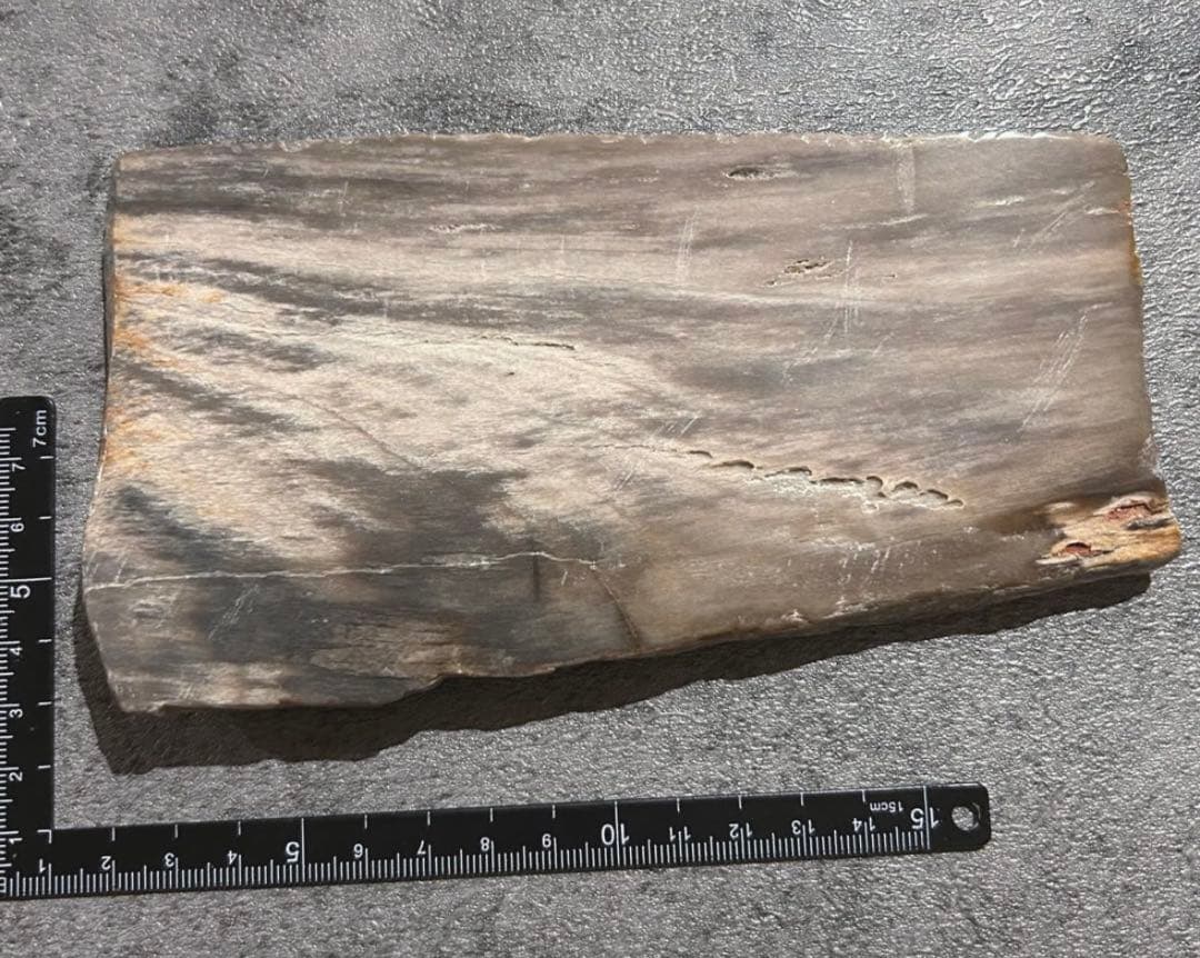 天然石オブジェ／化石化した木片（結晶あり）インテリア・撮影小