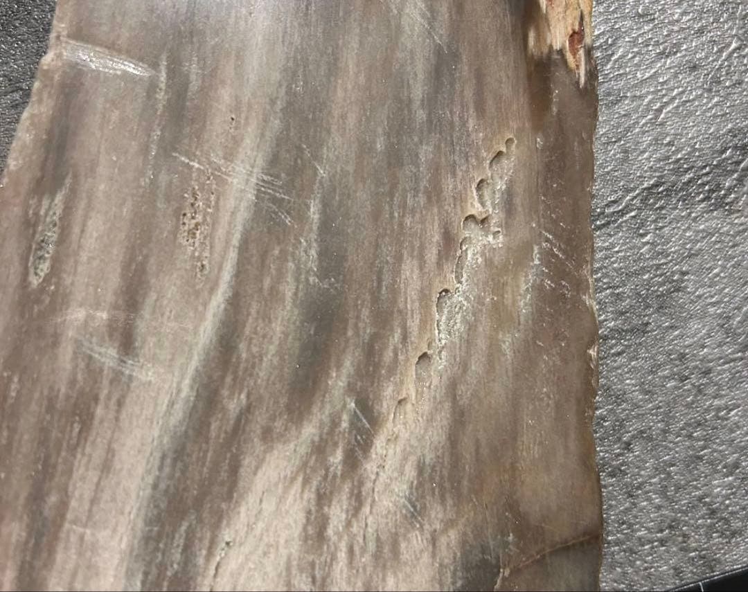 天然石オブジェ／化石化した木片（結晶あり）インテリア・撮影小