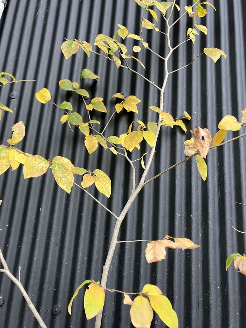 山採り　ヤマコウバシ