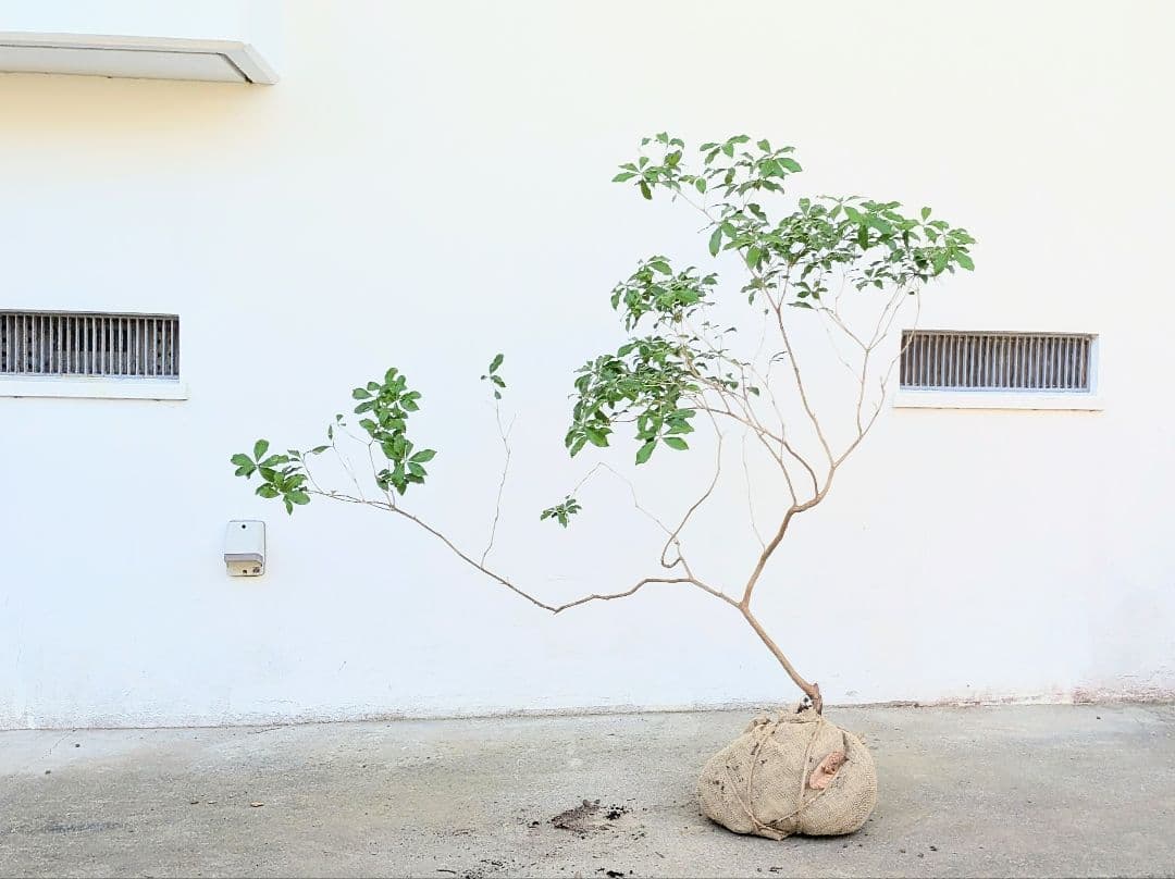 洗練。。山採りアセビ。