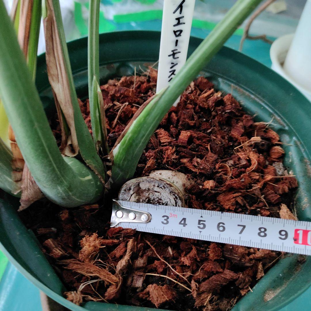 モンステラ,デリシオーサタイコンステレーション.イエローモンスター極太幹の苗