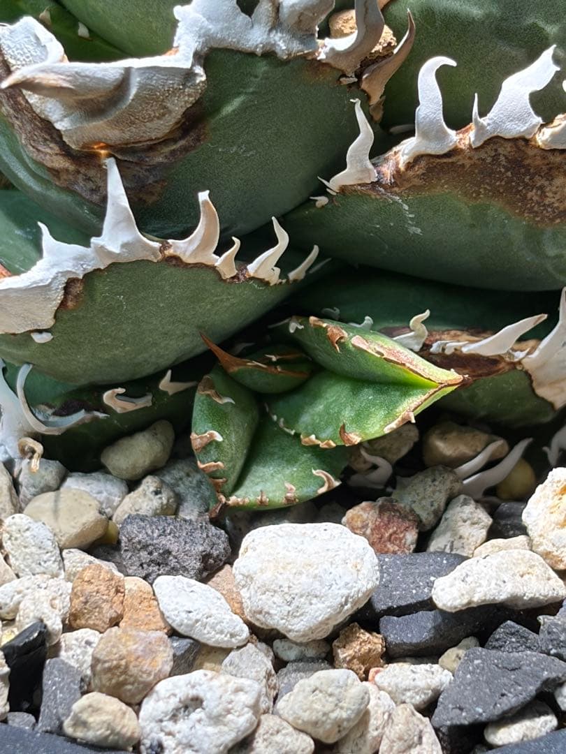 アガベ　チタノタ　皇冠　子株　lize　oc