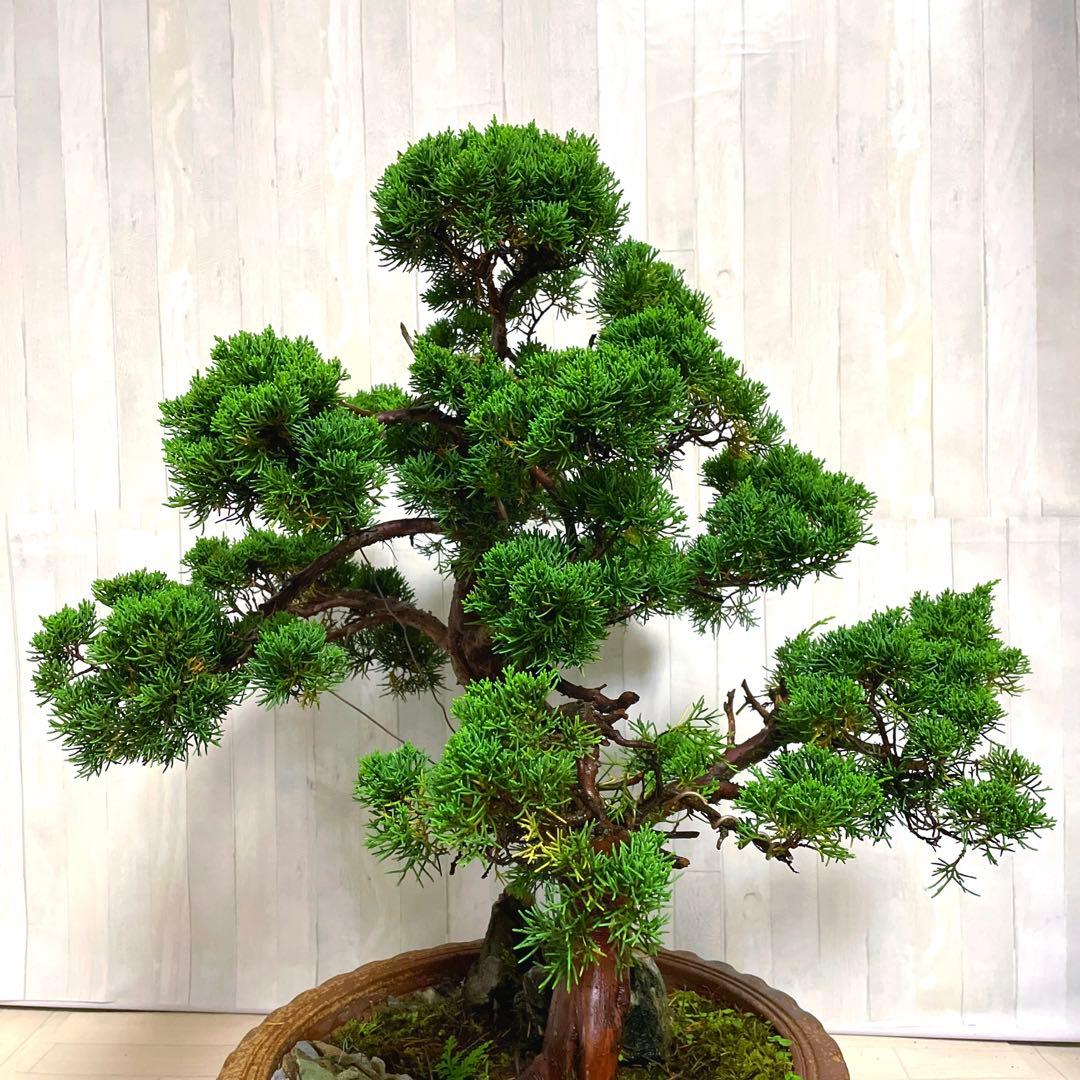 真柏『盆栽』