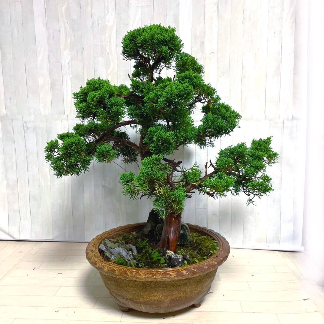 真柏『盆栽』