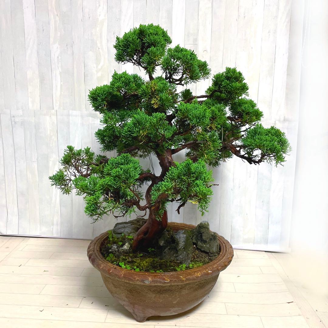 真柏『盆栽』