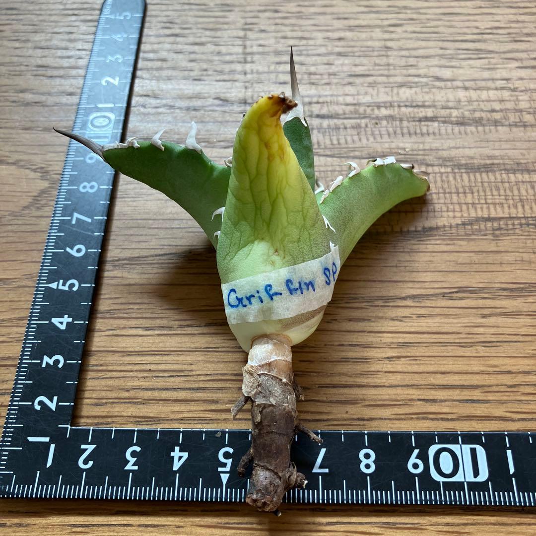 匿名配送【初売り】22 激レア　REZA産　イラン　アガベ　Griffin SP